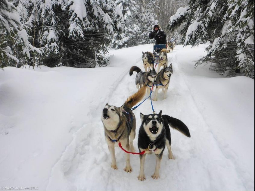 Haliburton Winter Events dogsledding-Ontario
